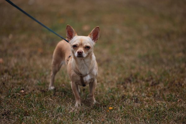 Faits étonnants sur les friandises pour chiens