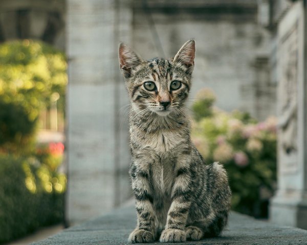 Des espèces protégées dans nos maisons: quels animaux sont légalement interdits